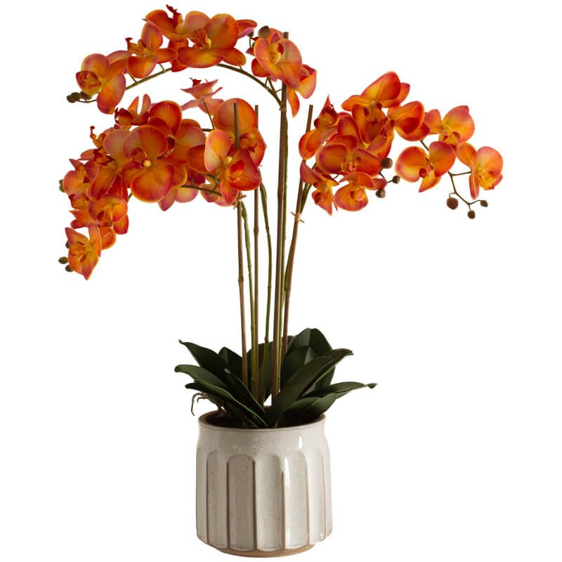 ORANGE ORCHID IN POT