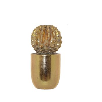Tropic Gold Cactus in Pot