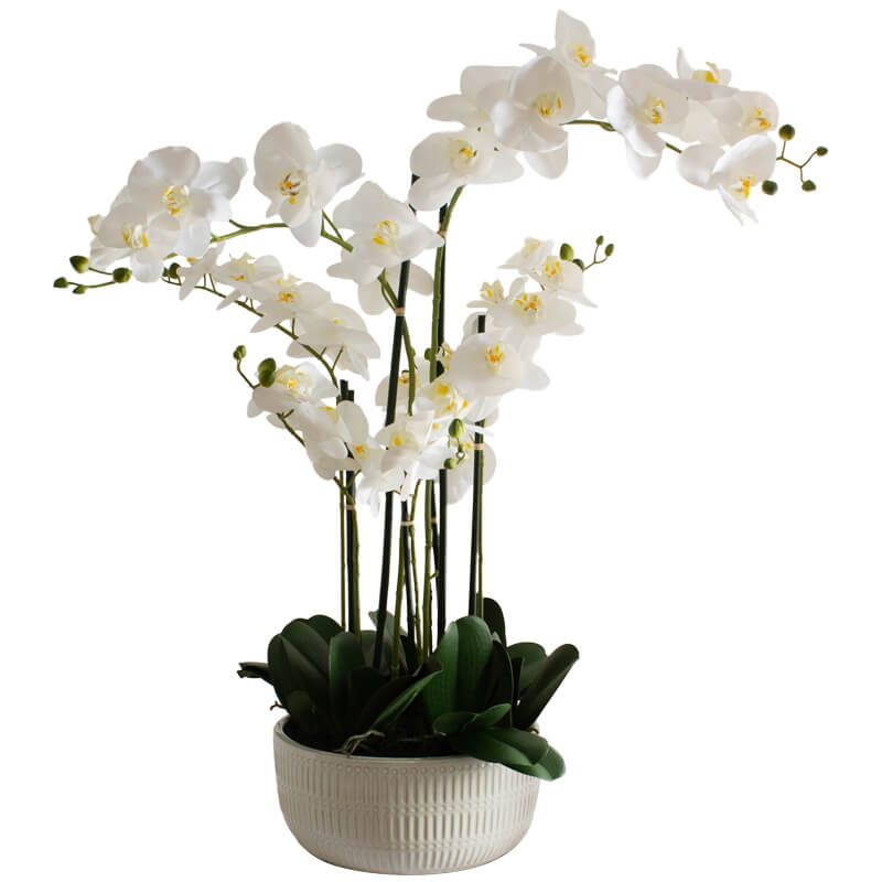 WHITE ORCHID IN FLAT POT  84cm