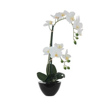 White Orchid in Black Pot