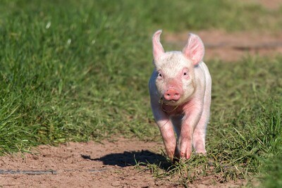 Schwein