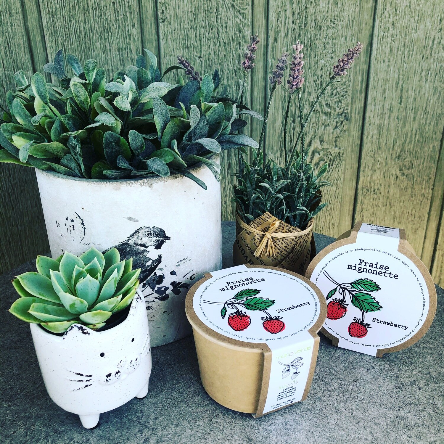 Minipot fraise mignonette - Mano Verde