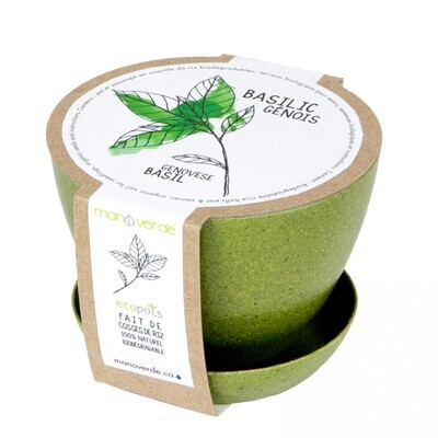 Minipot Basilic - Mano Verde