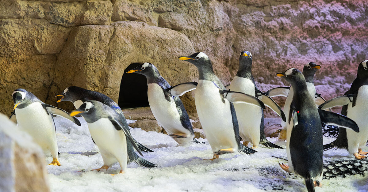 Dubai Mall Aquarium & Penguin Cove