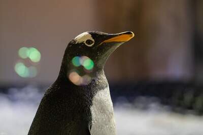 Dubai Mall Aquarium &amp; Penguin Cove