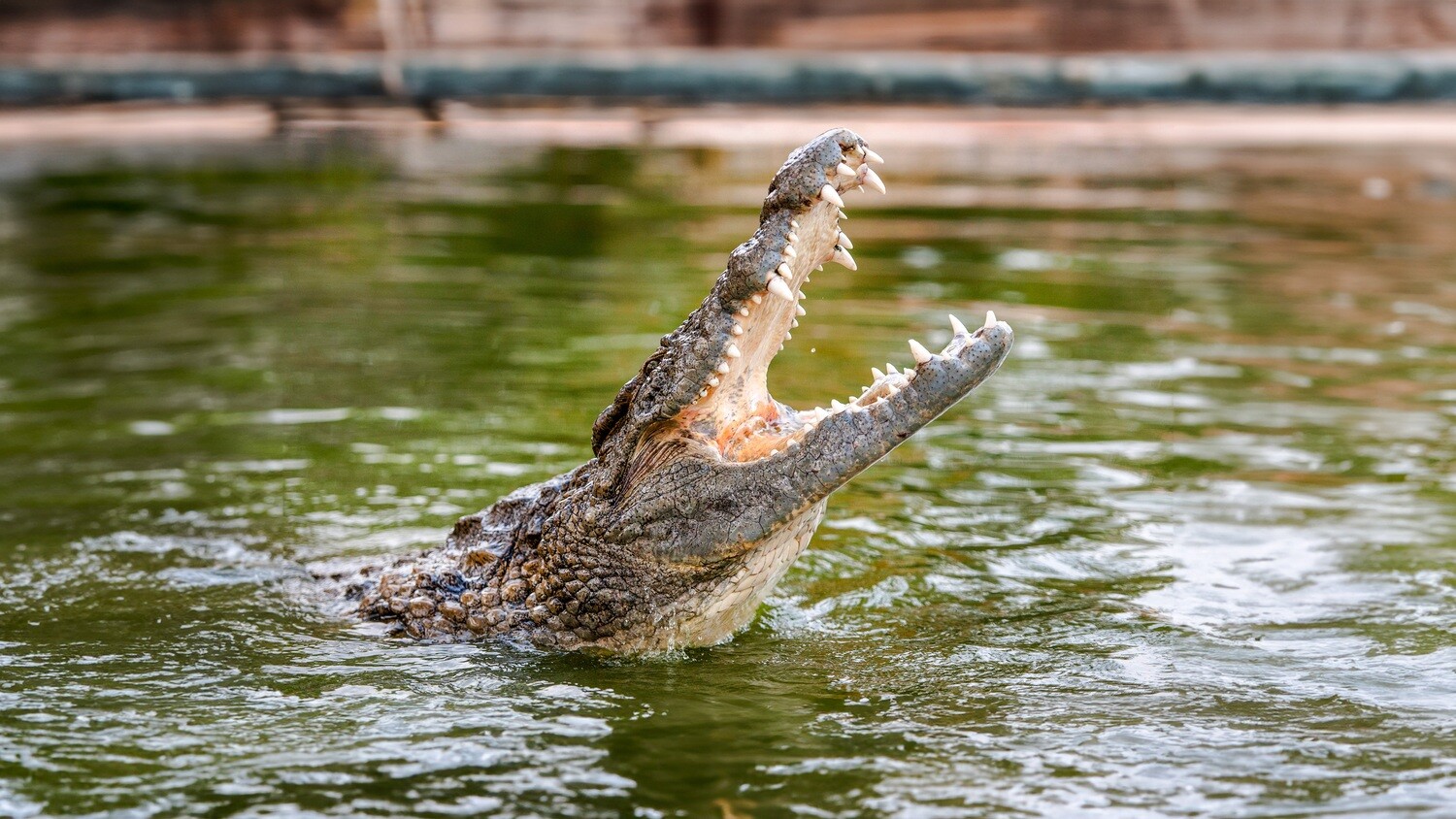 ​Dubai Crocodile Park