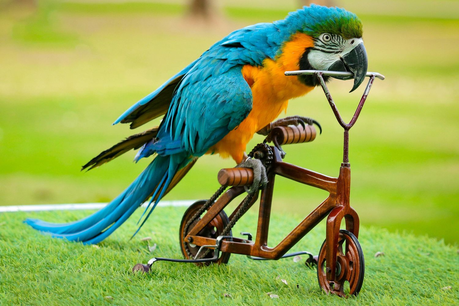 Exotic Bird Show - Dubai Dolphinarium