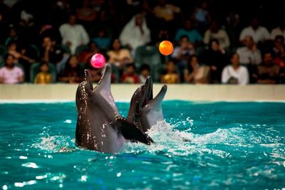 Dolphin &amp; Seal Show - Dubai Dolphinarium