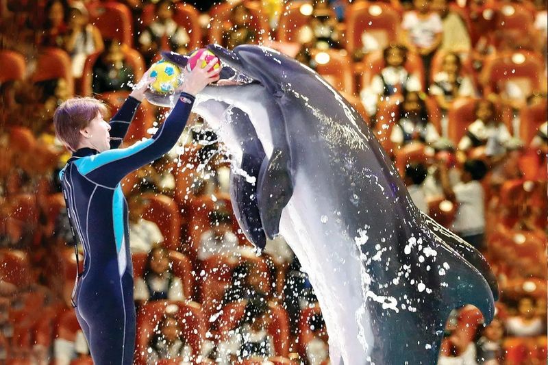Dolphin &amp; Seal Show - Dubai Dolphinarium