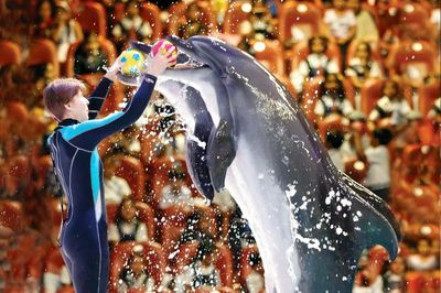 Dolphin &amp; Seal Show - Dubai Dolphinarium