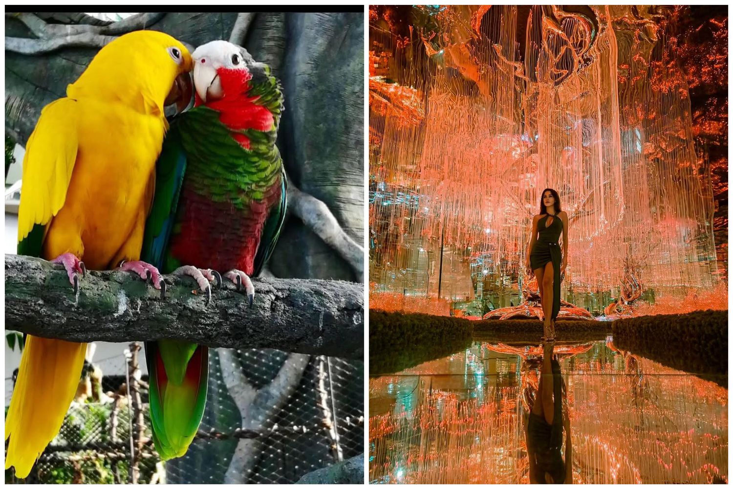 The Green Planet + AYA Universe The Green Planet + AYA Universe