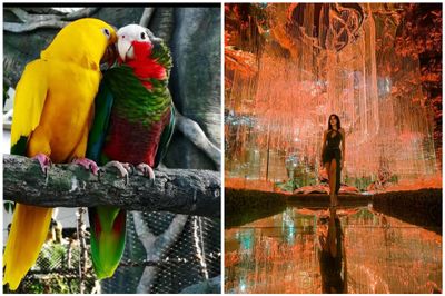 The Green Planet + AYA Universe