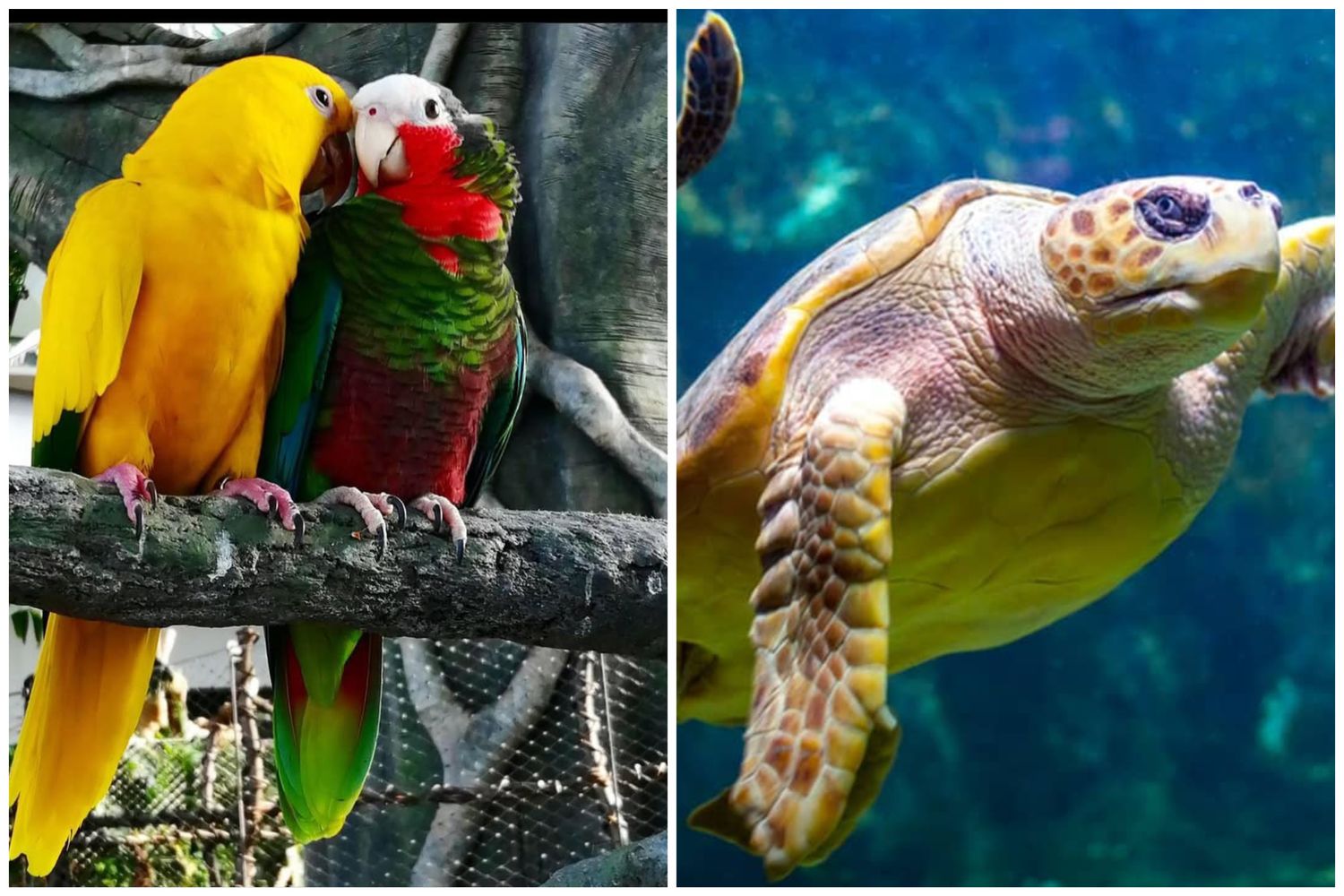 The Green Planet + Dubai Aquarium &amp; Penguin Cove