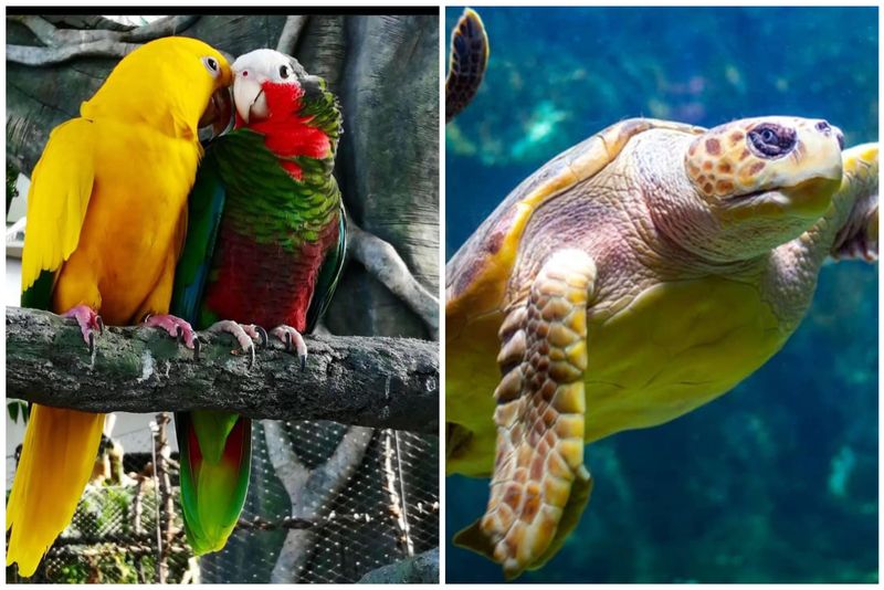 The Green Planet + Dubai Aquarium &amp; Penguin Cove