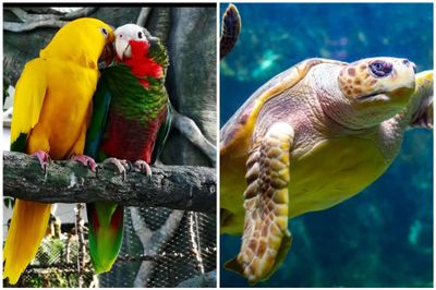 The Green Planet + Dubai Aquarium &amp; Penguin Cove