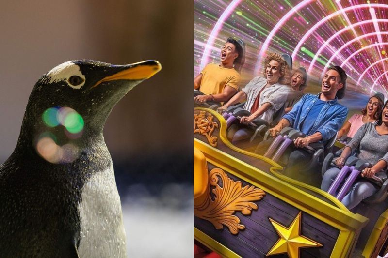 Dubai Aquarium &amp; Penguin Cove + Motiongate Dubai