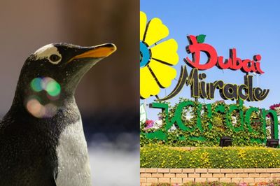 Dubai Aquarium &amp; Penguin Cove + Miracle Garden Dubai
