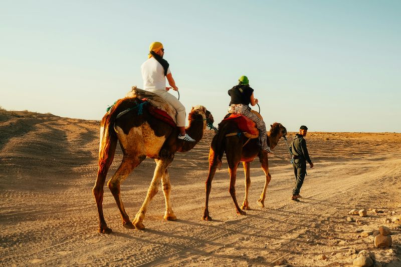 Camel Riding In Dubai