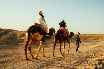 Camel Riding In Dubai