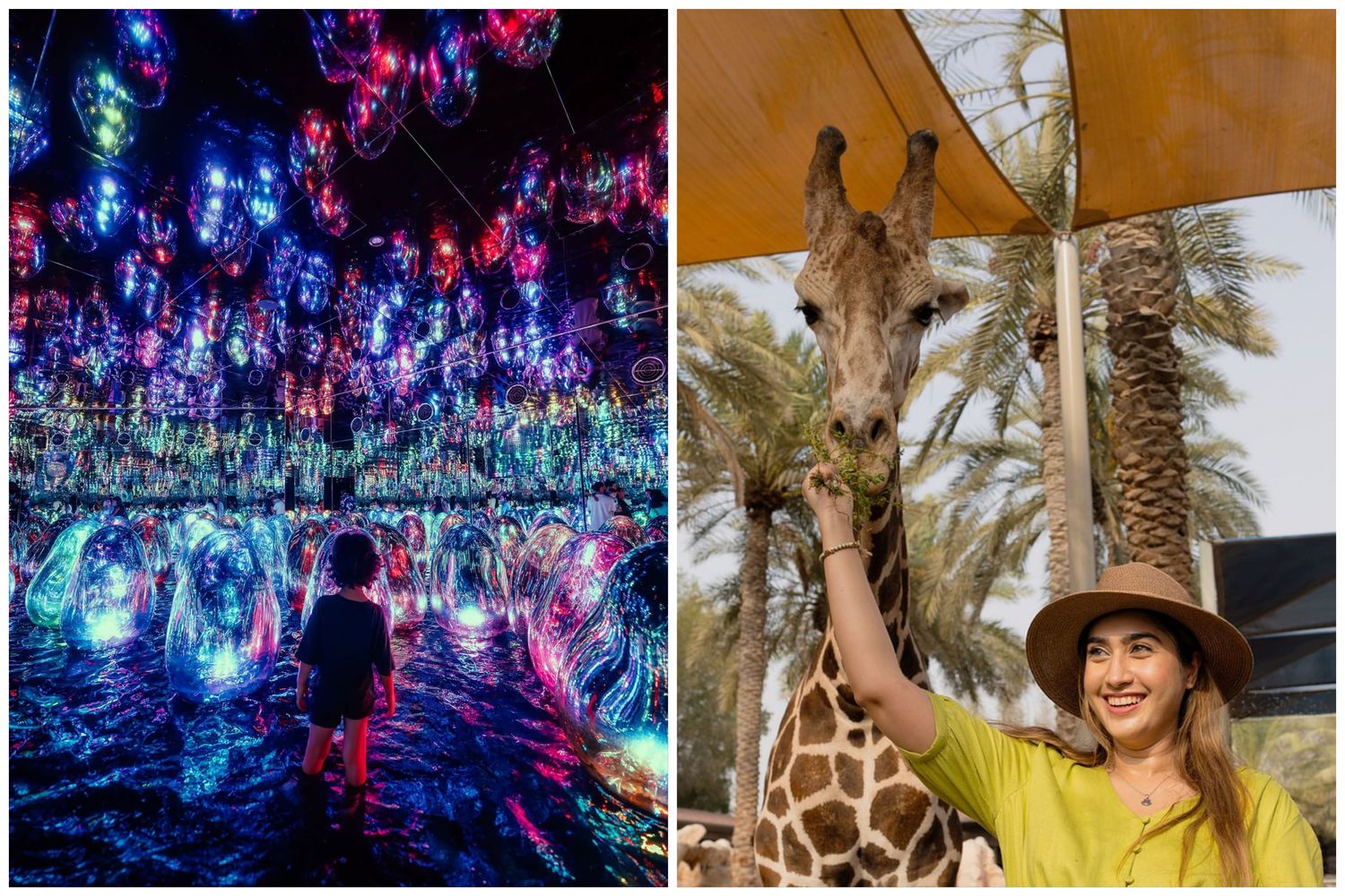 TeamLab Phenomena + Emirates Park Zoo Abu Dhabi