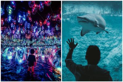 TeamLab Phenomena + The National Aquarium Abu Dhabi