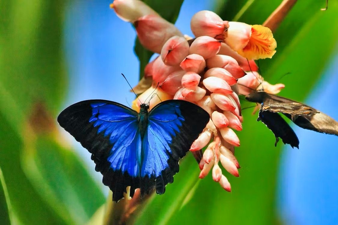 Butterfly Garden Dubai