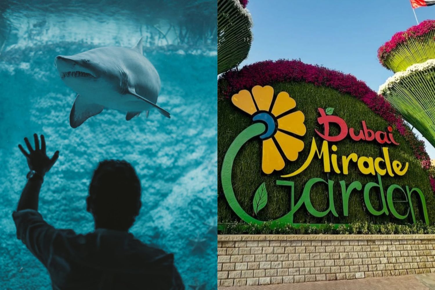 The Lost World Aquarium + Miracle Garden Dubai
