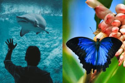 The Lost World Aquarium + Butterfly Garden Dubai