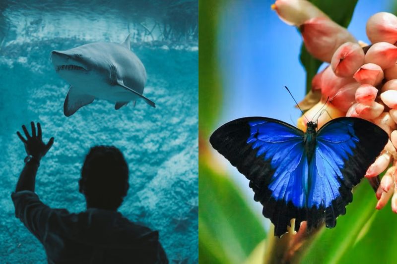 The Lost World Aquarium + Butterfly Garden Dubai