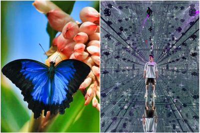 AYA Universe + Butterfly Garden