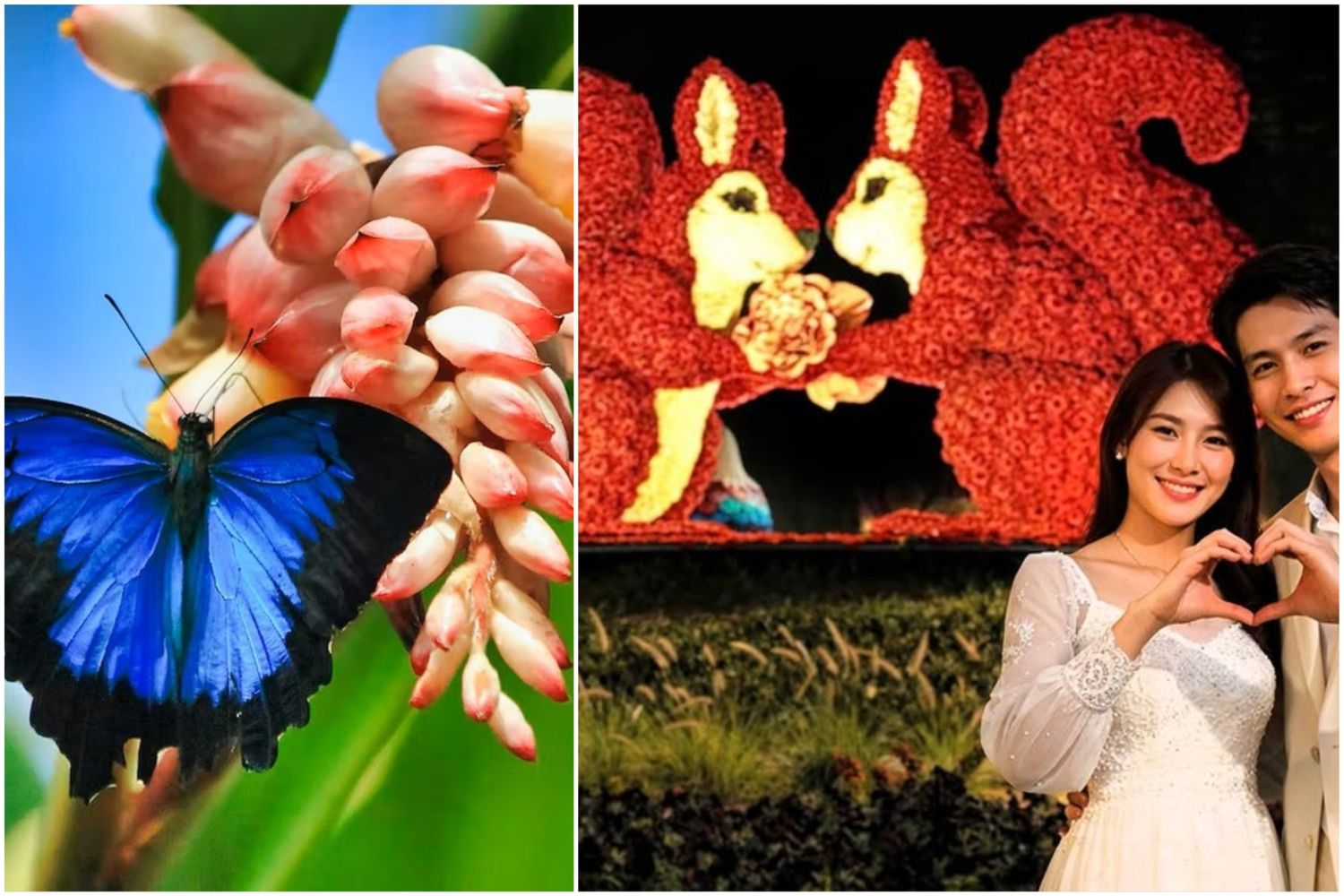 Dubai Garden Glow + Butterfly Garden