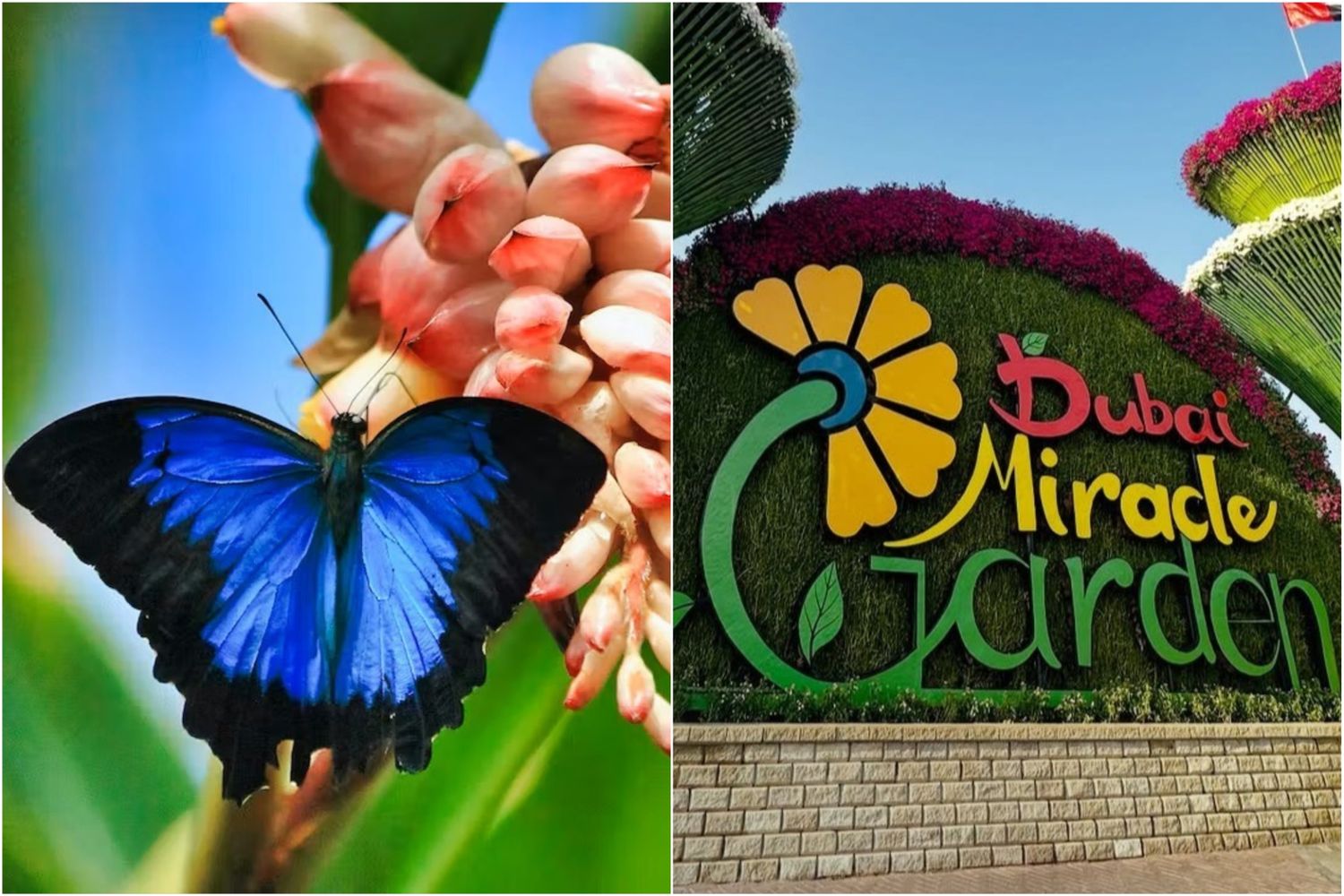 Miracle Garden + Butterfly Garden Dubai