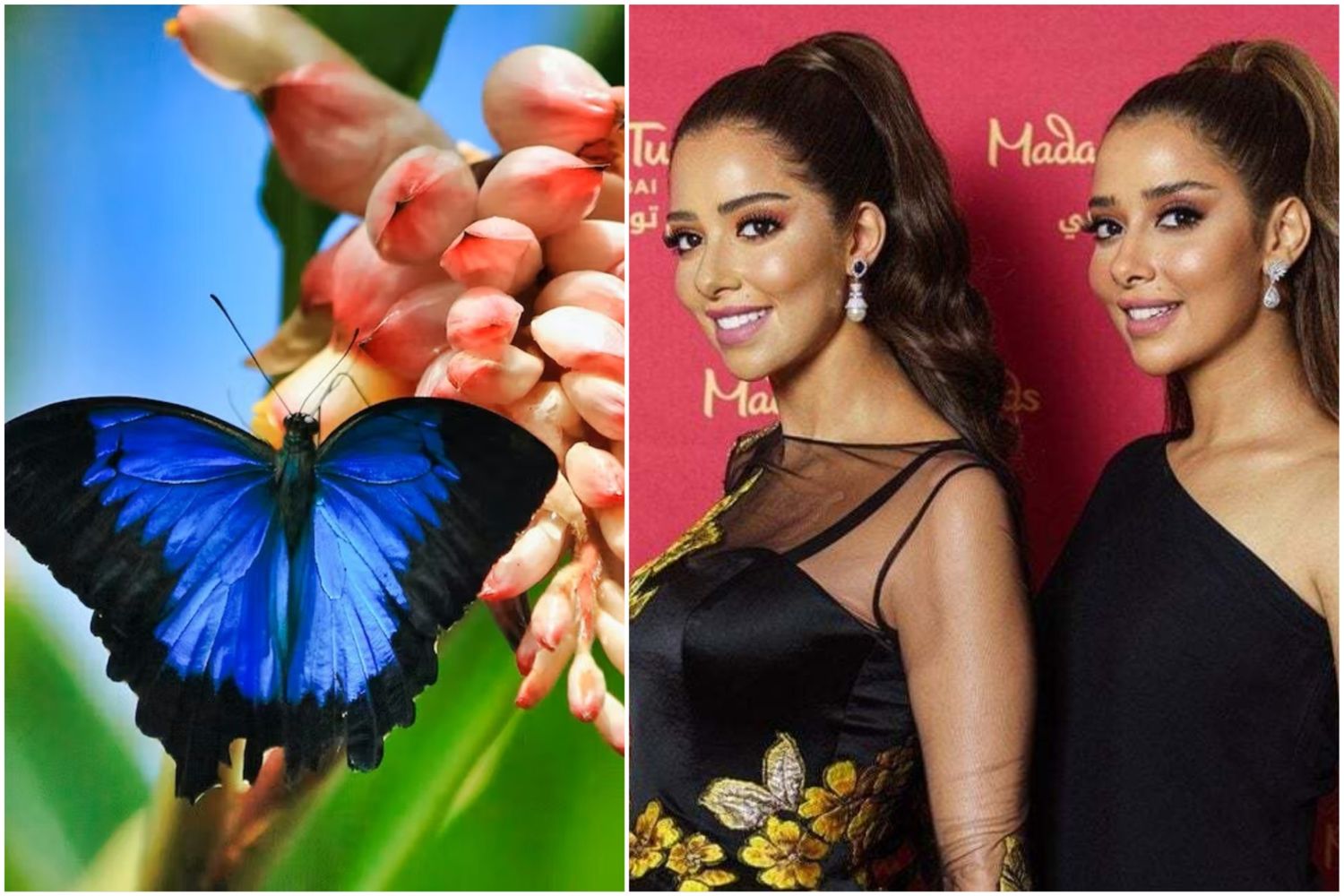 Madame Tussauds + Butterfly Garden Dubai