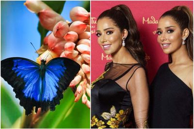 Madame Tussauds + Butterfly Garden Dubai