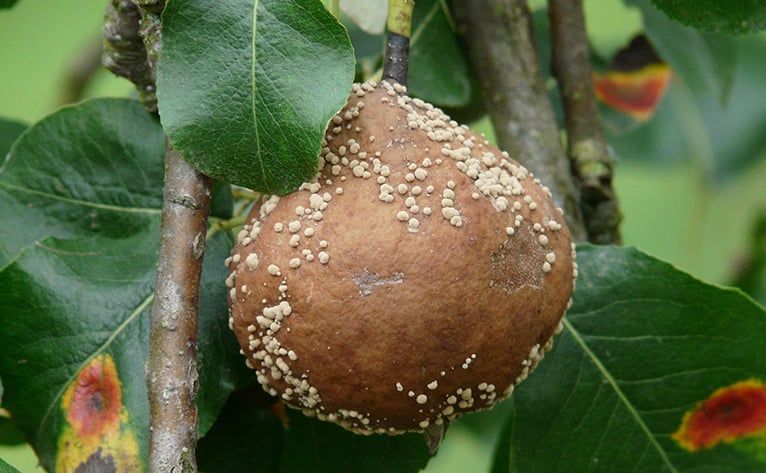 Augu slimību prognoze