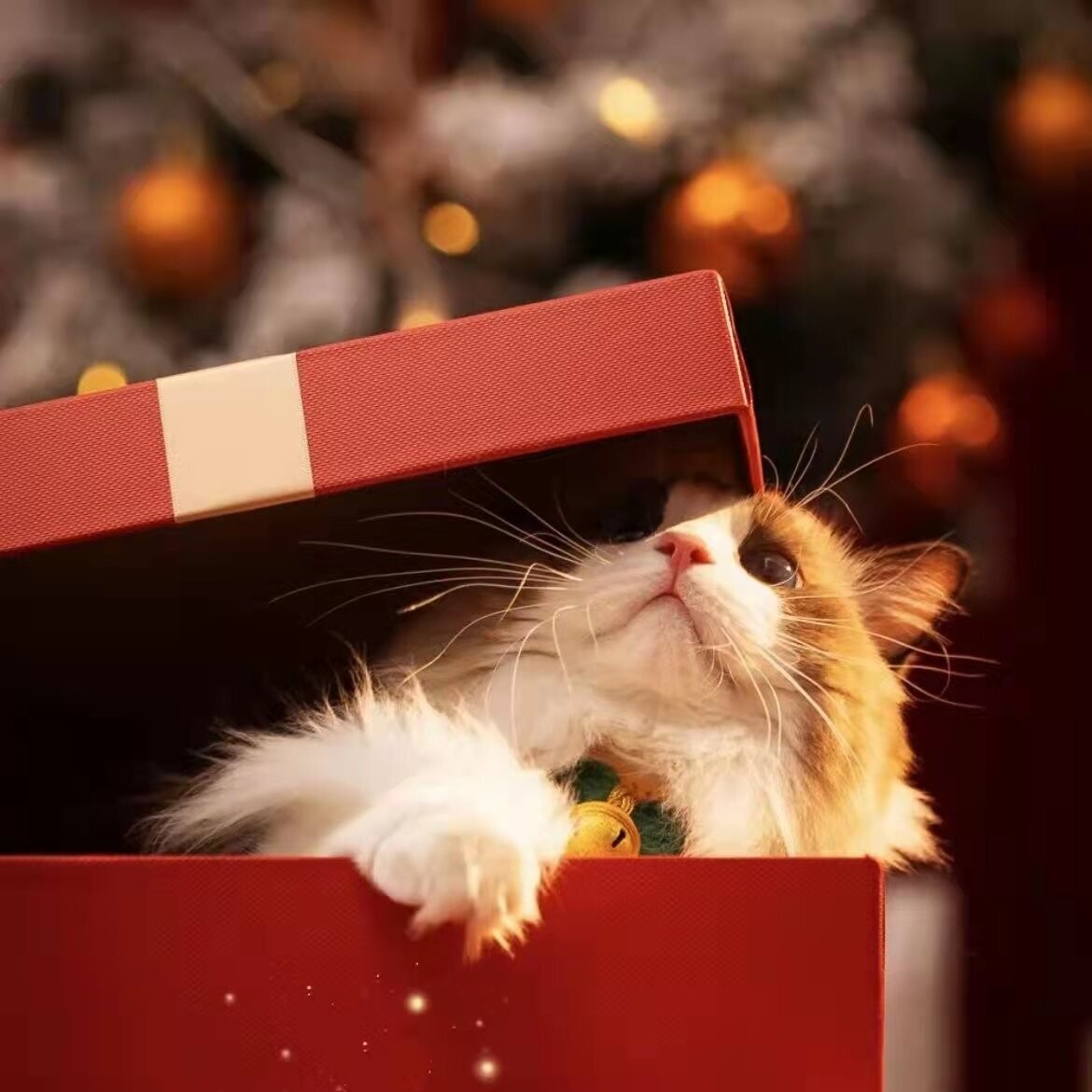 bring-your-new-kitten-home-pack