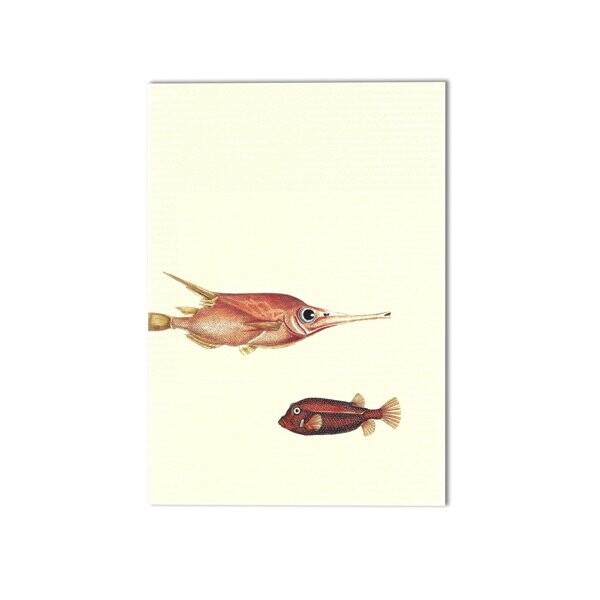 Time For Heros Postkarte mit Fischen Time For Heros Postkarte mit Fischen