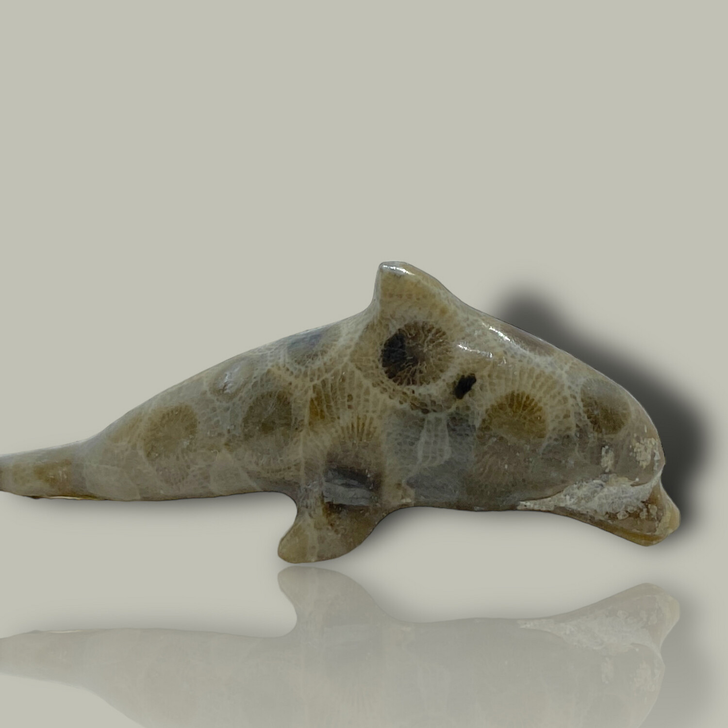 DELFIN CORAL FOSIL