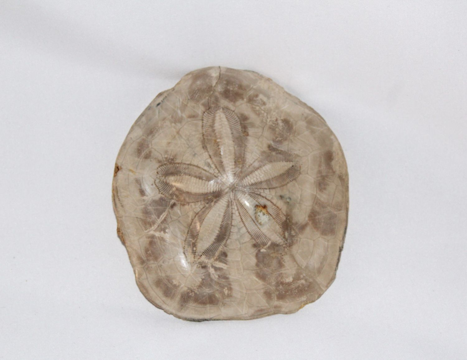 ESTRELLA DE MAR FOSIL