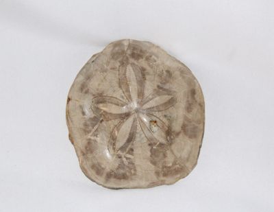 ESTRELLA DE MAR FOSIL
