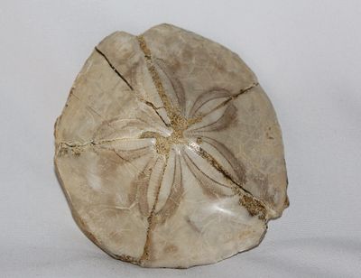 ESTRELLA DE MAR FOSIL