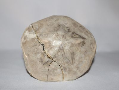 ESTRELLA DE MAR FOSIL