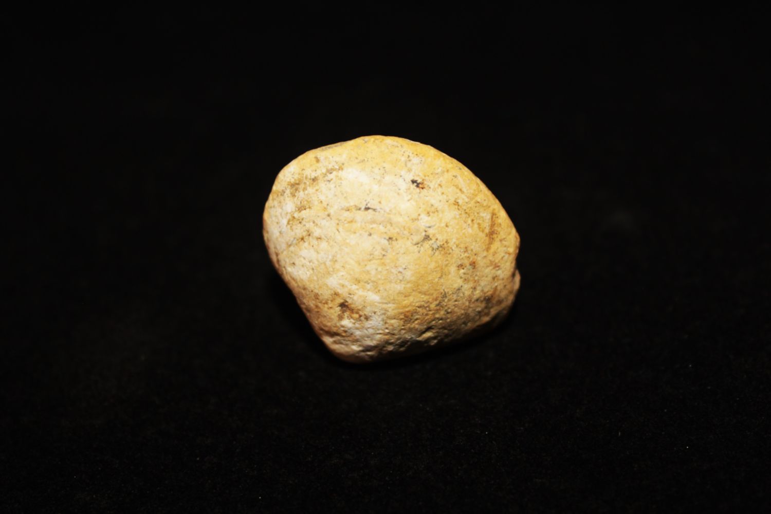 ALMEJA FOSIL