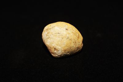 ALMEJA FOSIL