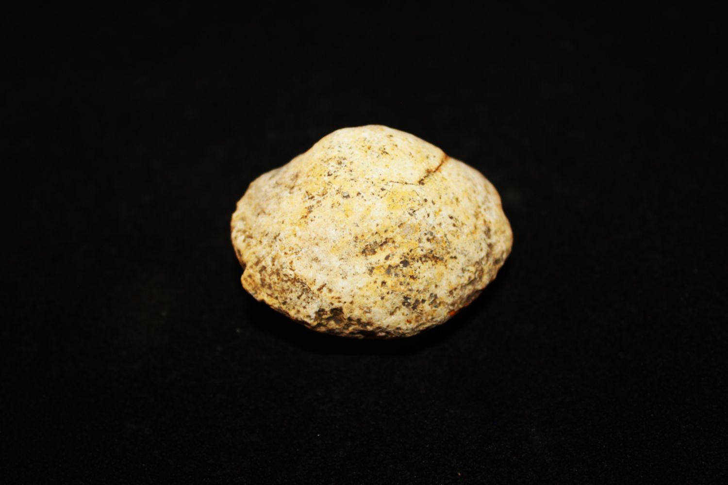 ALMEJA FOSIL