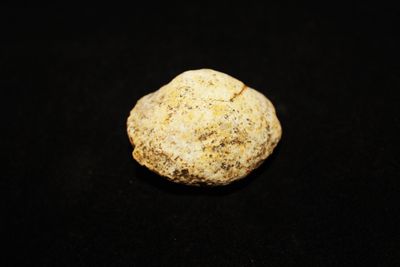 ALMEJA FOSIL