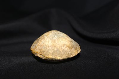 ALMEJA FOSIL