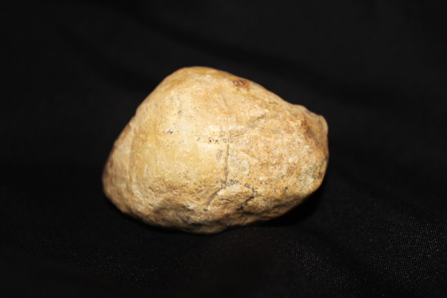 ALMEJA FOSIL