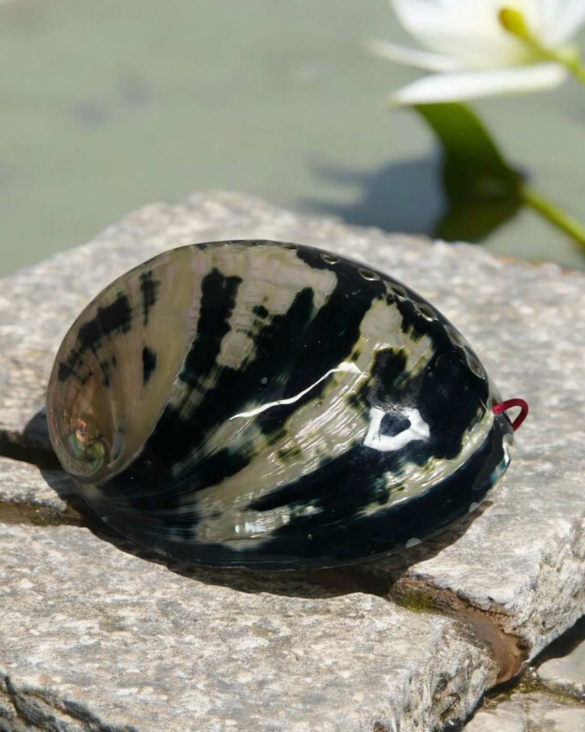 ALMEJA