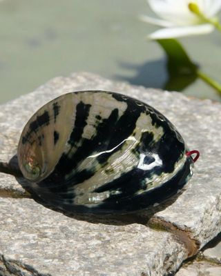 ALMEJA